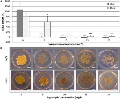 Embryogenic Callus as Target for Efficient Transformation of Cyclamen persicum Enabling Gene Function Studies